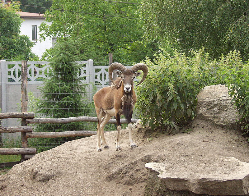 Muflon
