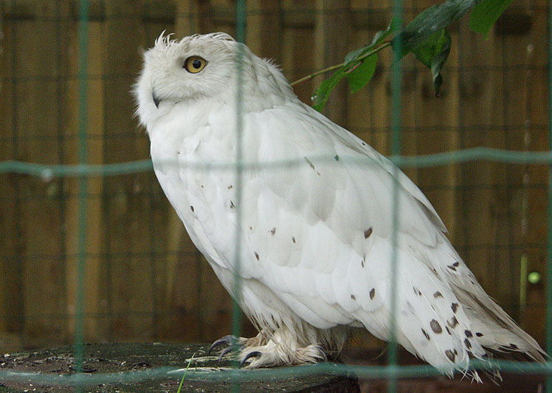 Sowa biała